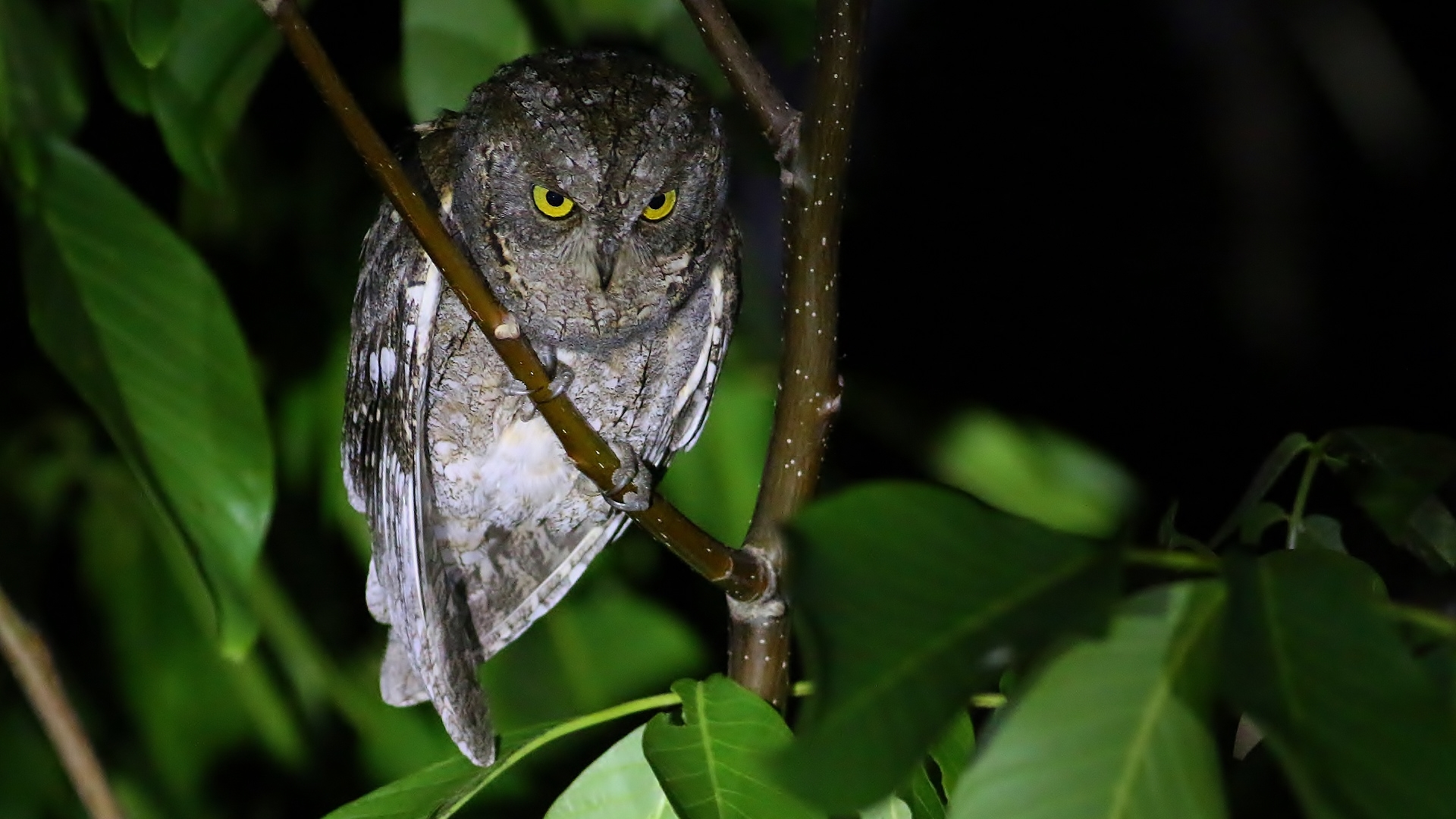 Eurasian Scops-Owl